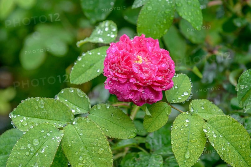 Portland rose (Rosa 'Rose de Rescht'), Höhere Bundeslehr- und Forschun, Austria