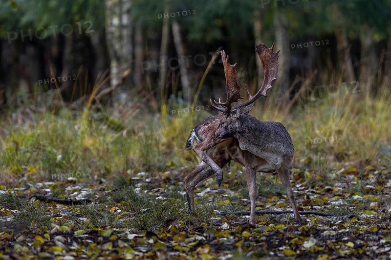 If there are no fallow deer or rivals in the vicinity of the rutting area, the fallow deer (Dama dama) also return to peace and quiet, rutting, mating season, deer rut, autumn, October, Germany