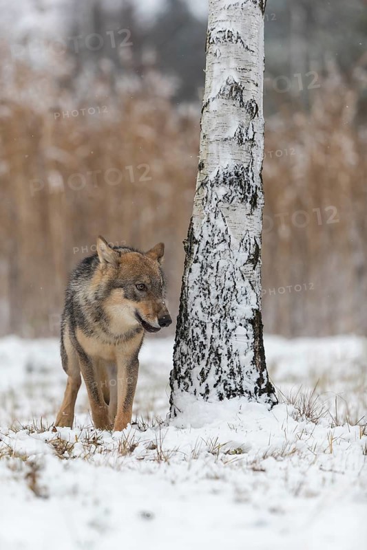 One young male eurasian gray wolf (Canis lupus lupus) running towards the camera over a snow covered meadow during snowfall. White meadow and reed in the background