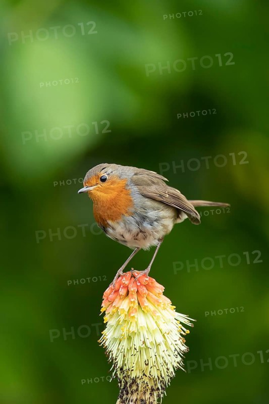 European robin (Erithacus rubecula) adult garden bird perched on a Red hot poker flower in summer, Suffolk, England, United Kingdom