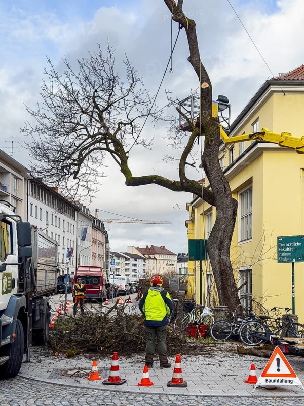 Tree work, Königinstrasse, Munich, Bavaria, Germany