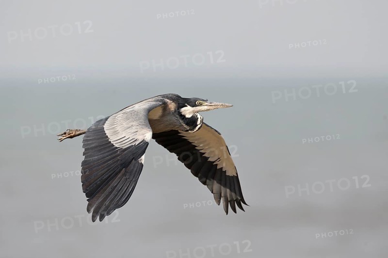 Black-headed Heron (Ardea melanocephala) flying, Semuliki, National Park, Uganda