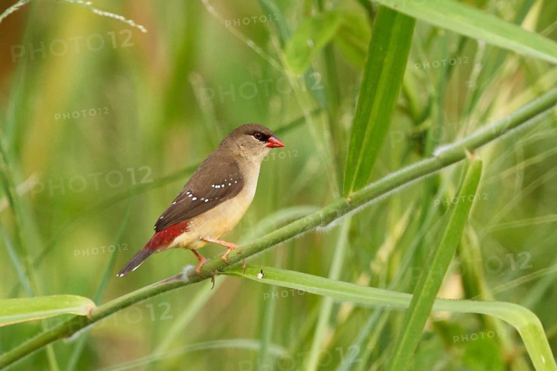 Red Avadavat, Amandava amandava, USA, Hawaii, Hawaii Island