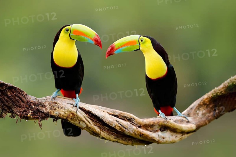 Keel-billed Toucan, Ramphastos sulfuratus, bird with big bill sitting on branch in the forest, Costa Rica. Nature travel in central America. Beautiful bird in nature habitat