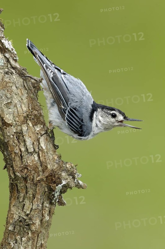 White-breasted Nuthatch (Sitta carolinensis), Maine, USA