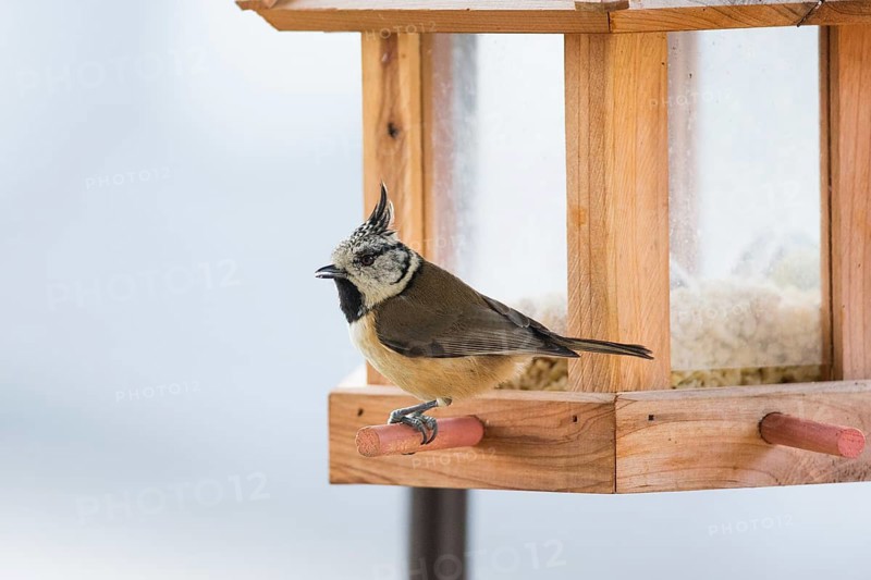 Crested Tit (Lophophanes cristatus), adult bird at a feeding station in winter, Hesse, Germany