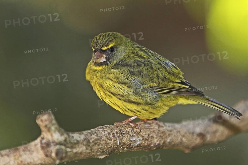 Forest Canary, Crithagra scotops, South Africa, Cape Town