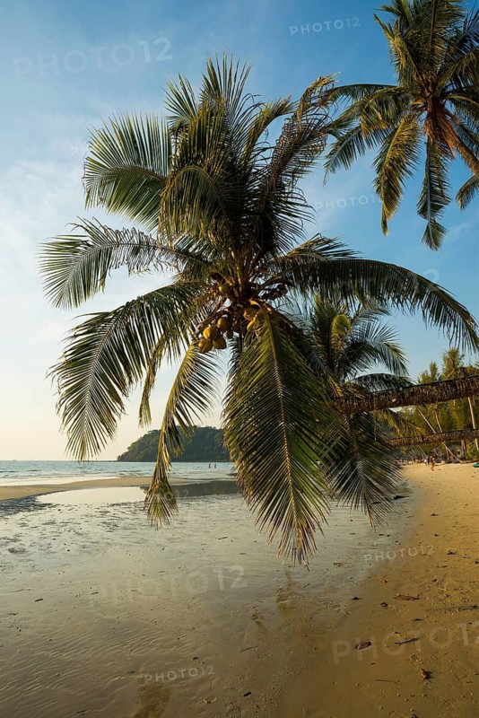 Sandy beach beach with coconut palms, Khlong Chao Beach, sunset, Koh Kood, Koh Kut, Gulf of Thailand, Thailand