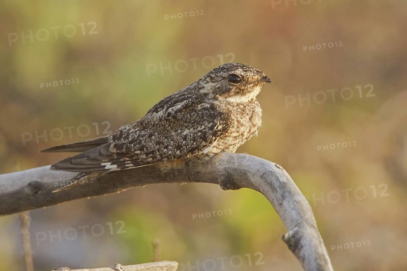 Anthony's Nightjar (Nyctidromus anthonyi), Ecuador