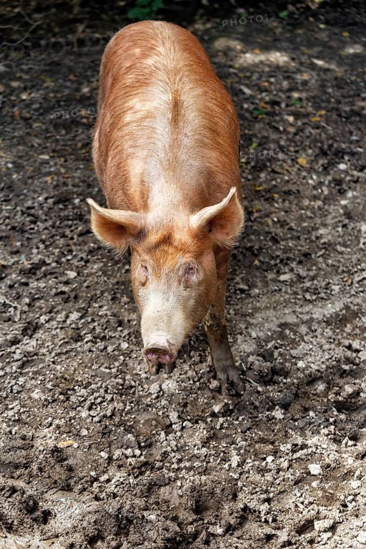 Domestic pig, Lost Gardens of Heligan, Cornwall, England, Great Britain