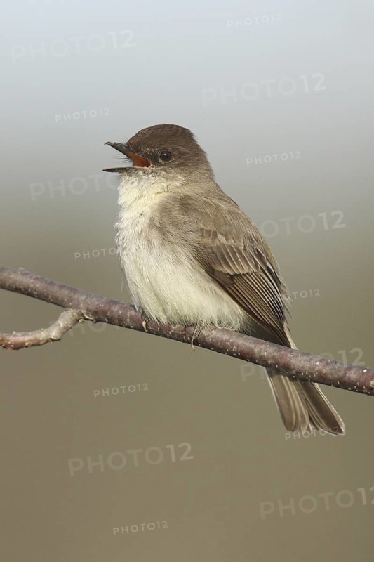 Eastern Phoebe (Sayornis phoebe) singing, Ohio, USA
