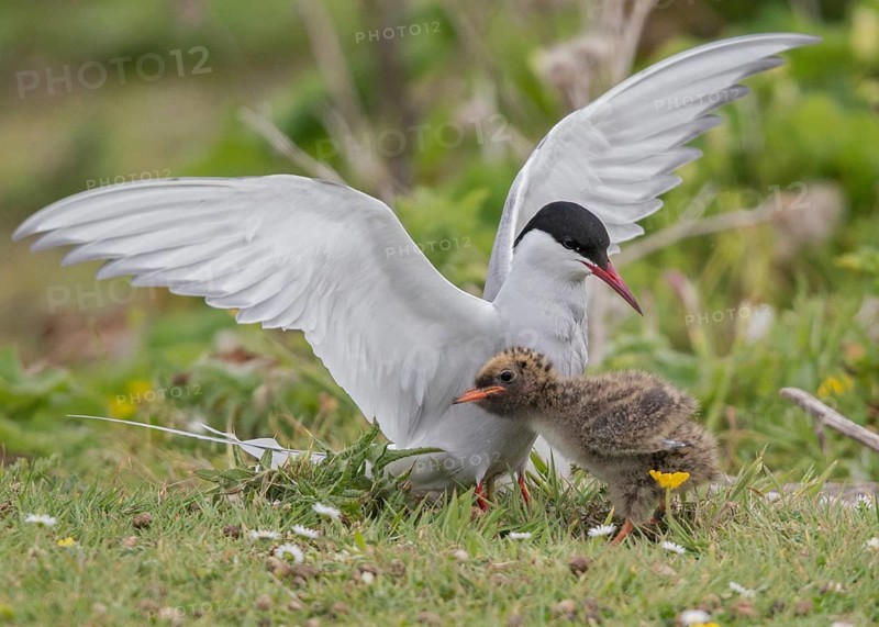 Arctic Tern (Sterna paradisaea) with chick, Scotland, United Kingdom