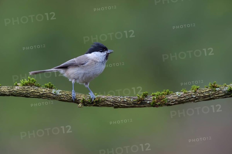 Marsh Tit (Poecile palustris) perched on a branch, Netherlands