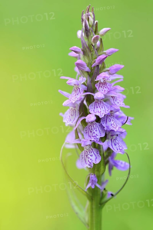 Southern Marsh Orchid (Dactylorhiza praetermissa) close-up, Lower Saxony, Germany