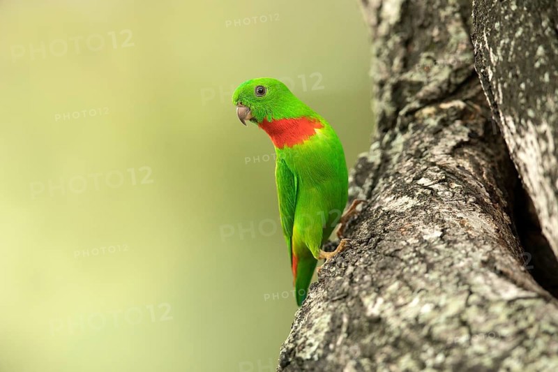 Blue-crowned Hanging Parrot (Loriculus galgulus) male, Singapore