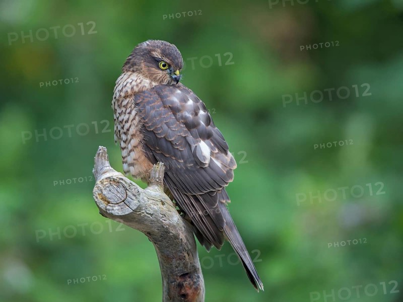 Eurasian Sparrowhawk (Accipiter nisus) female, Wales, United Kingdom