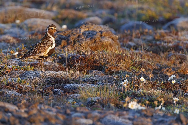 European Golden Plover (Pluvialis apricaria), Iceland