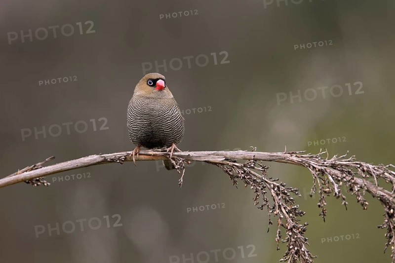 Beautiful Firetail (Stagonopleura bella) perched on a branch, Victoria, Australia