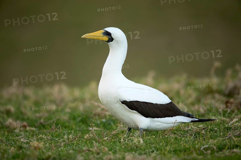 Masked Booby (Sula dactylatra tasmani) perched on the ground, Norfolk Island
