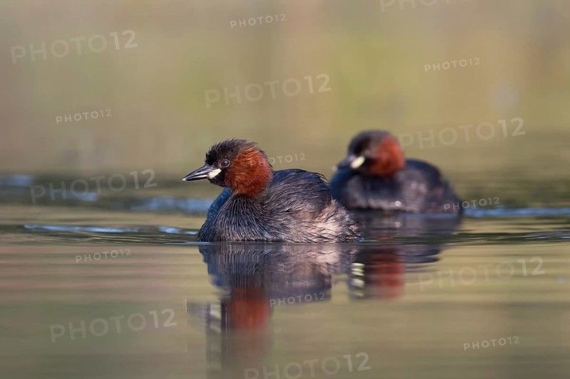 Little Grebe (Tachybaptus ruficollis), Saxony, Germany