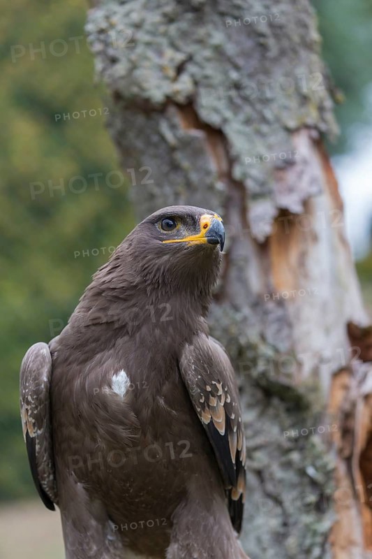 Portrait of immature Aquila nipalensis, steppe eagle, in late light with green background
