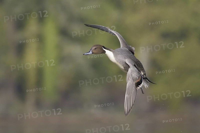 Northern Pintail (Anas acuta) male flying, British Columbia, Canada