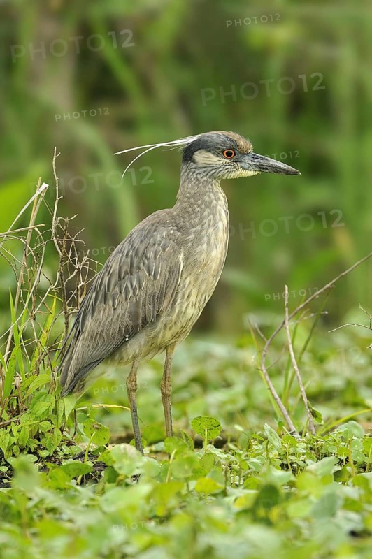 Yellow-crowned Night Heron (Nyctanassa violacea), Texas, USA