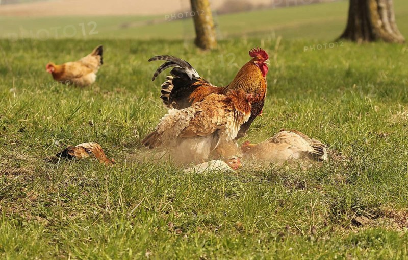 Domestic chicken (Gallus gallus domesticus) organic farming, free-range chickens and rooster sandbathing in the meadow, Lower Austria, Austria, Lower Austria, Austria