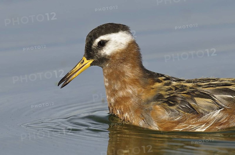 Red Phalarope (Phalaropus fulicarius), Arizona, USA