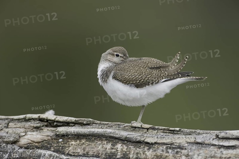 Common Sandpiper (Actitis hypoleucos), Saxony, Germany