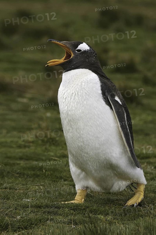 Gentoo Penguin (Pygoscelis papua), Falkland Islands