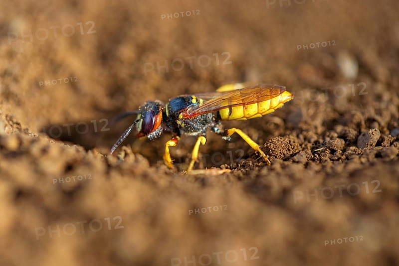 Beewolf, (Philanthus triangulum), wasp, digger wasp, Kaiserstuhl, Baden-Württemberg, Germany