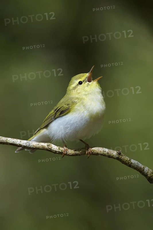Wood Warbler (Phylloscopus sibilatrix) singing, Gwynedd, United Kingdom