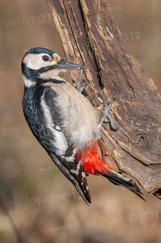 A bird with red and black feathers sits on a branch. Great woodpecker (Dendrocopos major) . Lower Rhine, Alsace, France