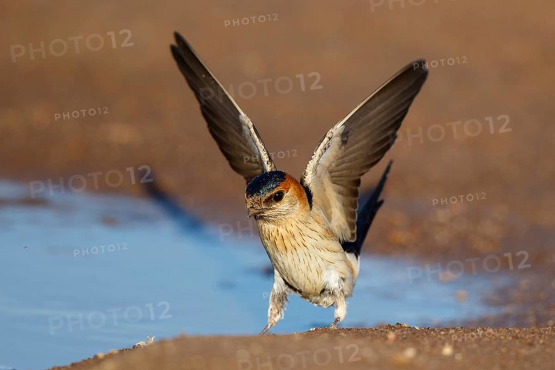 Red-rumped Swallow (Cecropis daurica) looking for nesting material, Lesvos, Greece