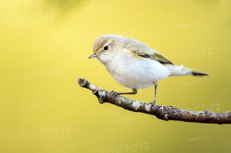 Western Bonelli's Warbler (Phylloscopus bonelli) perched on a branch, Andalusia, Spain