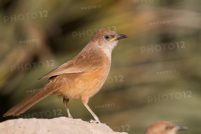 Fulvous Babbler - Akaziendrossling - Argya fulva ssp. maroccana, Morocco