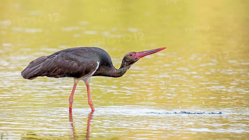 Black Stork (Ciconia nigra) foraging, Saxony-Anhalt, Germany
