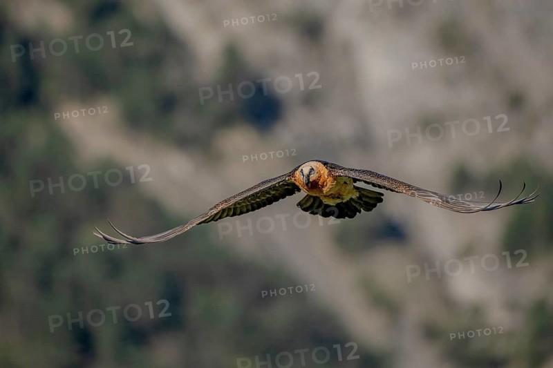 Bearded vulture (Gypeatus barbatus), in flight, Pyrenees, Spain
