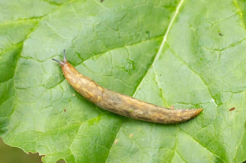 Leopard slug (Limax maximus) adult gastropod molluscs on a garden vegetable plant leaf in summer, England, United Kingdom