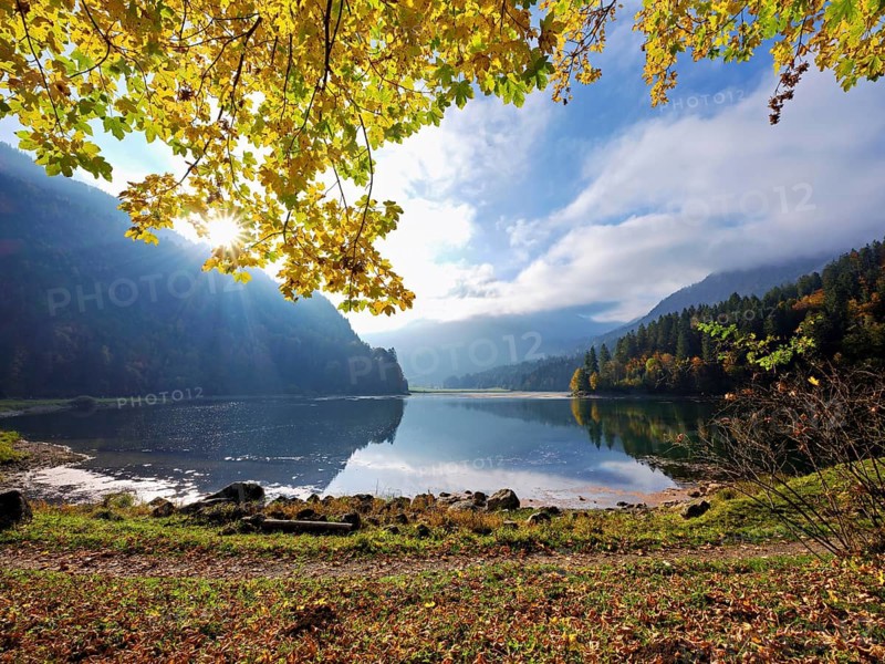 Autumn-coloured sycamore maple (Acer pseudo plantanus), at Obersee, Näfels, Canton Glarus, Switzerland