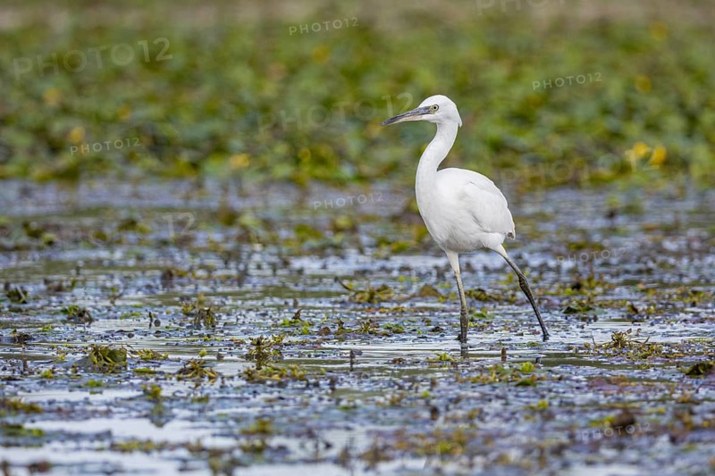 Little Egret (Egretta garzetta) Hungary