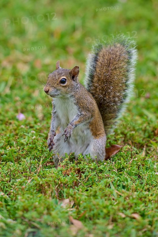Grey Squirrel (Sciurus carolinensis), on meadow, springtime, Florida, USA