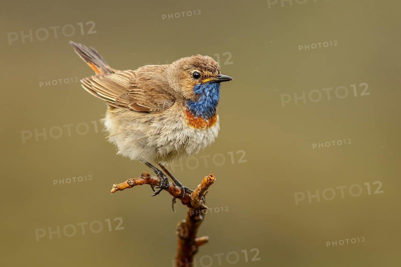 Bluethroat (Luscinia svecica), perched, Castile and Leon, Spain