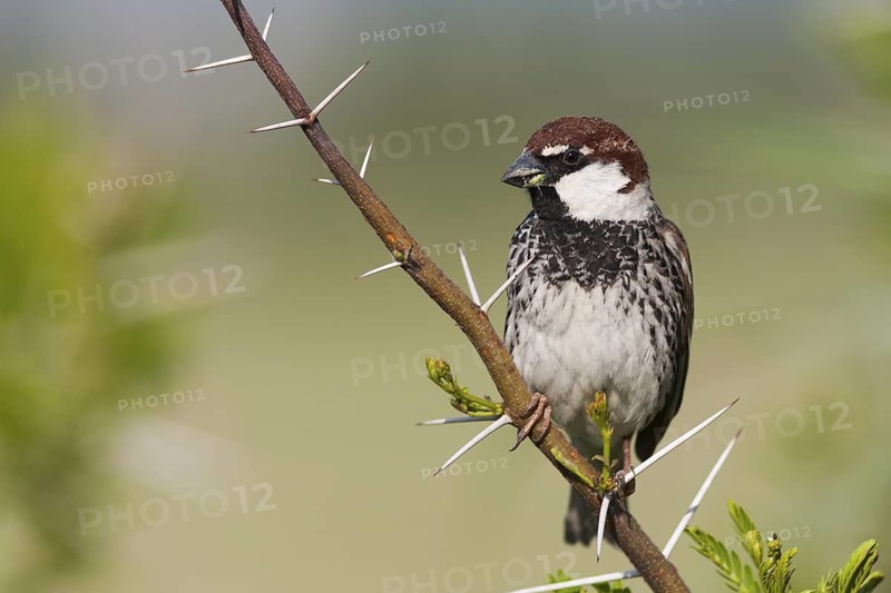 Spanish Sparrow - Weidensperling - Passer hispaniolensis ssp. transcaspicus, male, Turkey