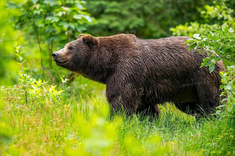 Eurasian brown bear (Ursus arctos arctos) standing between bushes, Bavarian Forest, Bavaria, Germany