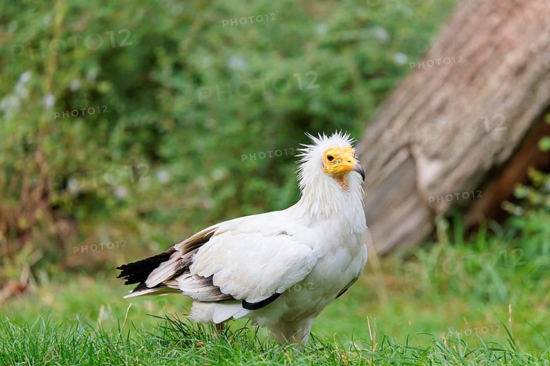 A Egyptian vulture (Neophron percnopterus) stands in green grass close to a carcass after feeding on it. Iberian Peninsula, North Africa, West Asia and India