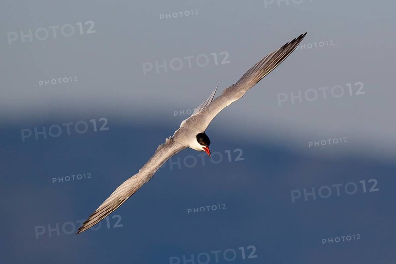 Common Tern (Sterna hirundo) flying, Greece