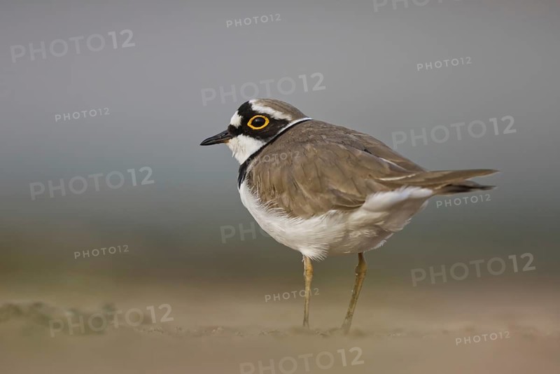 Little Ringed Plover (Charadrius dubius) male foraging, North Rhine-Westphalia, Germany