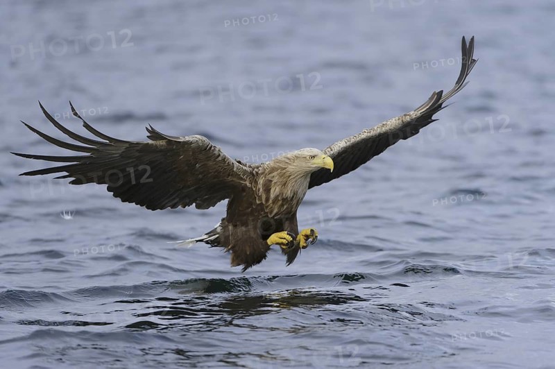 White-tailed Eagle (Haliaeetus albicilla) flying, Nord-Trondelag, Norway